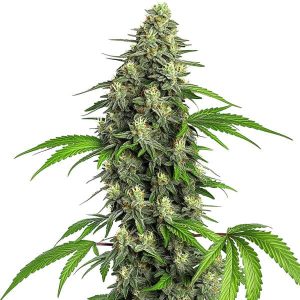 Cogollo de Girl Scout Cookies Fast Version con tricomas blancos, pistilos crema y hojas verdes serradas en floración acelerada.