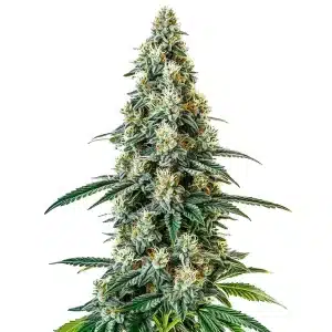 Cogollo de Girl Scout Cookies Regular con tricomas blancos, pistilos crema y hojas verdes oscuras en una cola densa.