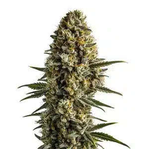 Cogollo de Girl Scout Cookies x Blue Head Band con tricomas blancos, pistilos amarillos y hojas verdes serradas en una cola compacta.