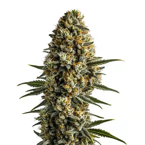 Girl Scout Cookies x Blue Head Band