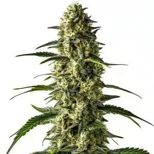Cogollo de Girl Scout Cookies x Cheese con tricomas blancos, pistilos crema y hojas verdes serradas en una cola robusta.