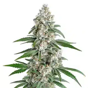 Cogollo de GSC x Chemdawg cubierto de tricomas blancos, estructura densa y hojas verde oscuro en plena floración.