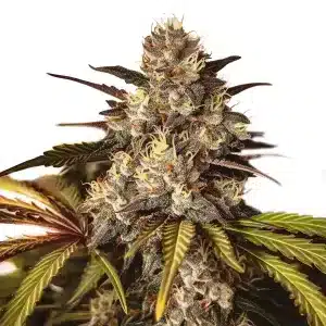 Cogollo de Girl Scout Cookies x Do-Si-Dos con tricomas densos, pistilos crema y hojas verdes y púrpura en plena floración.