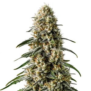 Cogollo de Girl Scout Cookies x Jack Herer con tricomas blancos, pistilos anaranjados y hojas verdes alargadas en una cola densa.