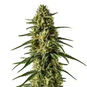 Cogollo de Girl Scout Cookies x Kush con tricomas blancos, pistilos crema y hojas verdes alargadas en una cola compacta.