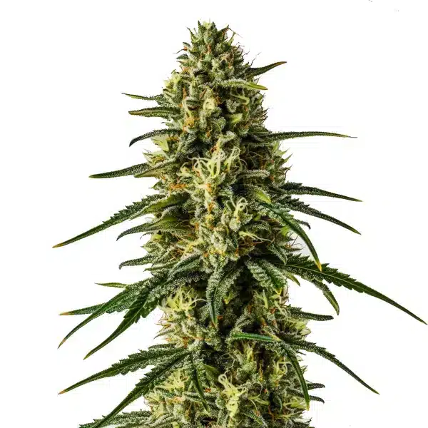 Girl Scout Cookies x Kush