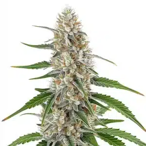 Cogollo de Girl Scout Cookies x OG Kush Regular con tricomas blancos, pistilos anaranjados y hojas verdes serradas en plena floración.