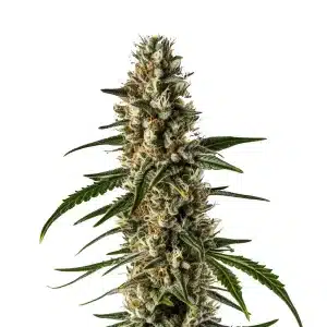 Cogollo de Girl Scout Cookies x Somango Auto con tricomas blancos, pistilos crema y hojas verdes afiladas en floración avanzada.