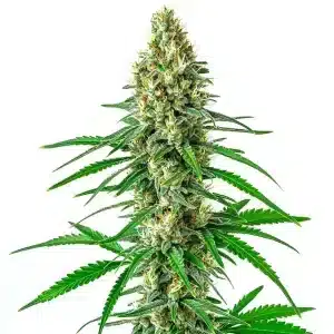 Sour Cookies con cola central alargada, cogollos compactos y abundante resina.
