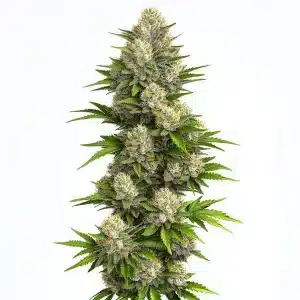 Cogollo de God Bud Regular con tricomas blancos, pistilos crema y hojas verdes serradas en una cola densa.