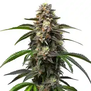 cogollo de cannabis Godfather OG Auto denso y resinoso