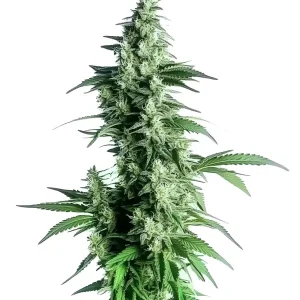 Cogollo de Goji OG con tricomas blancos, pistilos crema y hojas verdes alargadas en una cola alta y compacta.