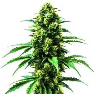Cogollo de Gold Leaf con tricomas blancos, pistilos amarillos y hojas verdes intensas en una cola compacta