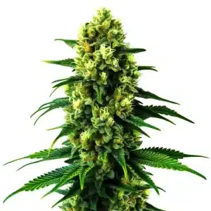 Cogollo de Gold Leaf Auto con tricomas blancos, pistilos amarillos y hojas verdes alargadas en una cola compacta.
