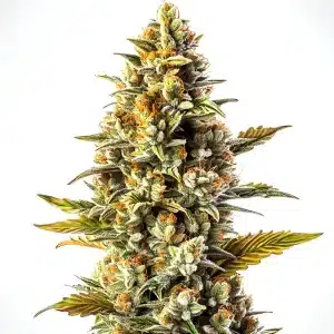 Cogollo de Gorilla Blue Auto con tricomas blancos, pistilos anaranjados y hojas verdes con tonos amarillos en plena floración.