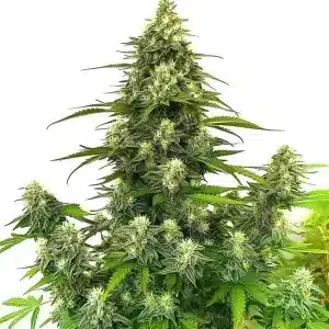 Planta de cannabis GG4 Auto, típica de la genética GG.