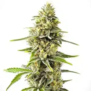 Cogollo de GG4 x Pellezino Regular con tricomas densos, pistilos amarillos y hojas verdes alargadas en plena floración.