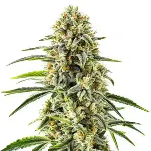 Cogollo de GG x Do-Si-Dos cubierto de tricomas, pistilos amarillos y hojas verdes con estructura compacta.