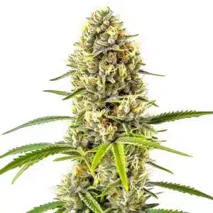 Cogollo de GG x Grapefruit Regular con tricomas densos, pistilos amarillos y hojas verdes en floración madura.