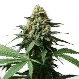 Cogollo de Gorilla Grapefruit con pistilos anaranjados y hojas verdes en una floración densa y resinosa.