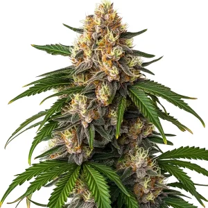 Cogollo de Gorilla Kush Auto con tonos morados, pistilos crema y hojas verdes anchas en plena floración resinosa.