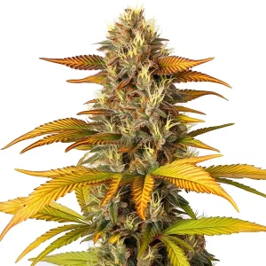 Cogollo de Gorilla Lemon Fire con tonos verdes y ámbar, pistilos amarillos y hojas anchas.