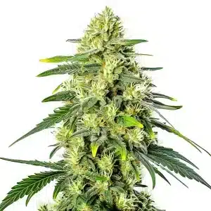 Cogollo de Gorilla Lemon Fire Regular con tonos verdes y ámbar, pistilos anaranjados y hojas grandes en floración avanzada.