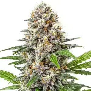 Cogollo de Gorilla Punch Auto con tonos morados y verdes, recubierto de resina densa y en floración avanzada.