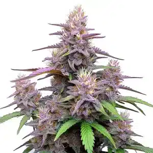 Gorilla Purple Auto: Cogollo morado y potente.