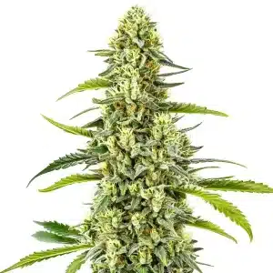 Tangie Kush Regular con cogollos densos, alta producción de resina y estructura compacta en floración avanzada.