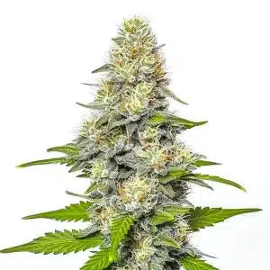 Cogollo de Gorilla x White Widow cubierto de tricomas blancos con pistilos claros y hojas verdes finas en floración avanzada.