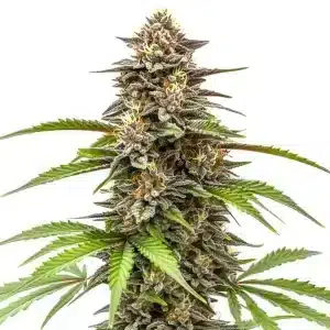 Cogollo de Gorilla x Zkittlez Auto con tonos morados intensos y tricomas abundantes.