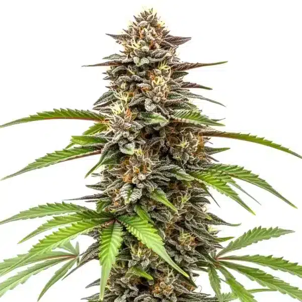 Gorilla x Zkittlez Auto