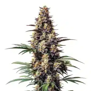 Cogollo de Grandaddy Black con tonos morados oscuros y abundantes tricomas en plena floración.