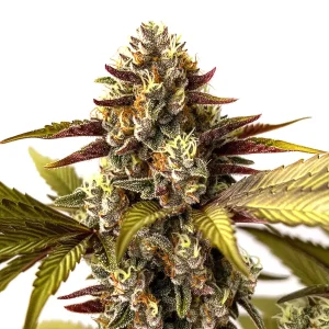 Cogollos de Grandaddy Purple x Do-Si-Dos con tonos morados, tricomas densos y pistilos amarillos sobre hojas verdes y púrpuras.