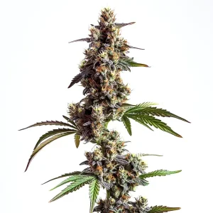 Cogollo de Grandaddy x Bruce Banner Regular con tonos morados, tricomas blancos y hojas verdes serradas.
