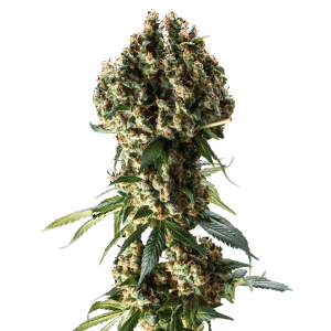Granddaddy Purple con cogollos densos y estructura compacta.