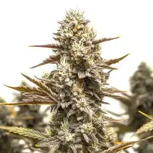 Cogollo de Granddady Gorilla Auto con hojas moradas, tricomas brillantes y pistilos amarillos en contraste.