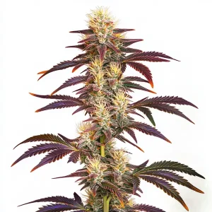 Cola principal de Grape Ape con tonos púrpura intensos y tricomas en floración avanzada.