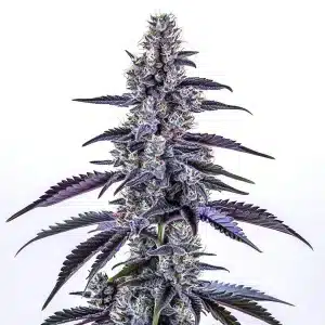 Cogollo de Grape Ape Auto con tonos púrpura oscuros, tricomas densos y hojas afiladas en floración avanzada.
