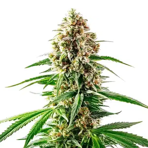 Grape Killer 99