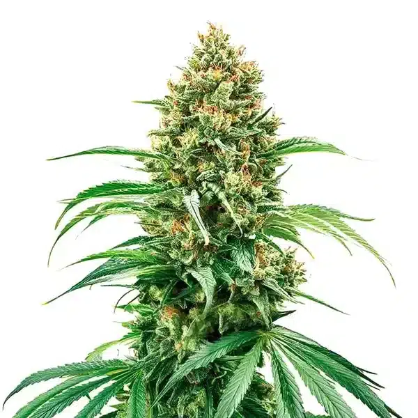 Grape Killer Haze Auto