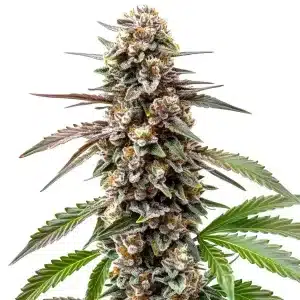 Cogollo de Grapefruit con tricomas brillantes y hojas verdes y rosadas en floración avanzada.