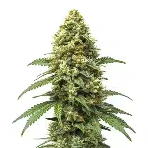 Cogollo de Grapefruit Auto con abundantes tricomas y hojas verdes en floración compacta.