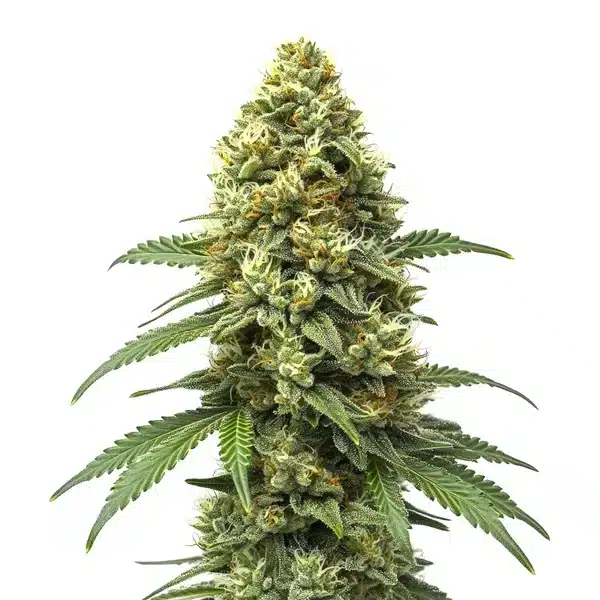 Grapefruit Auto
