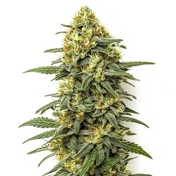Grapefruit Regular