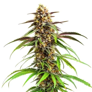Cogollo de Grease Monkey con tricomas densos, tonos verdes y púrpuras y hojas alargadas.