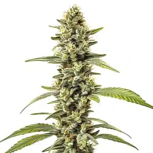 Cogollo de Great White Shark Regular con tricomas densos y pistilos claros en una flor compacta.