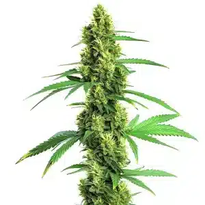 Cogollo de Green Crack Fast Version alto y compacto, con abundantes tricomas y hojas verdes estrechas.
