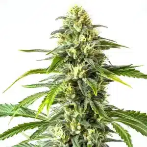 Planta de Green Crack x AK47 en fase temprana de floración con hojas verdes.